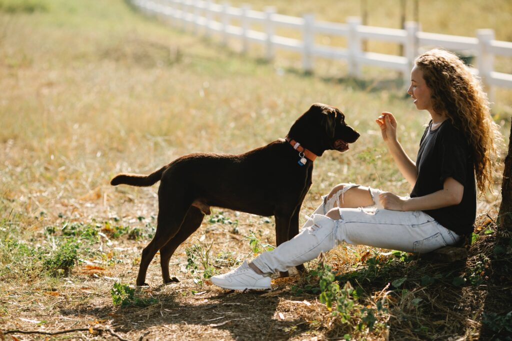 Ways to get your dog to pay attention
