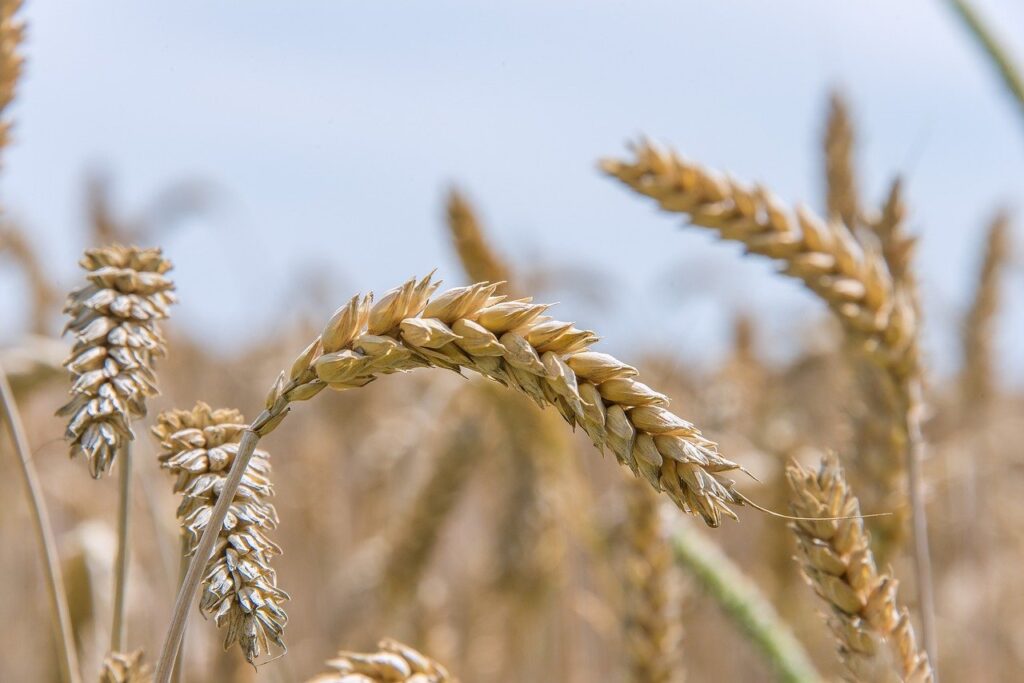 soft wheat, seed wheat, bread wheat